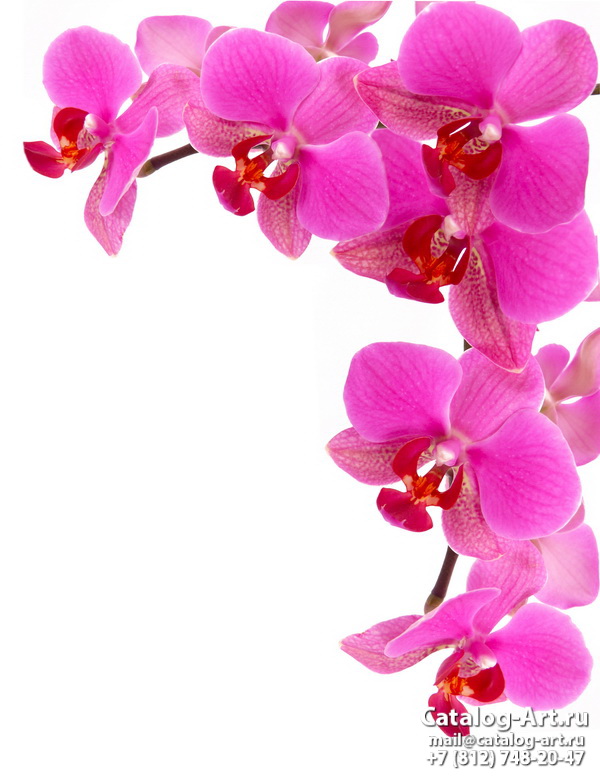 Pink orchids 78